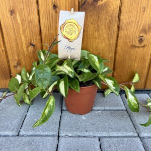 Voskovka mäsitá (Hoya carnosa) ´TRICOLOR´ - výška 20-30 cm, kont. C1L